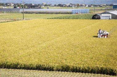 Niigata, Japonya; 1 Ekim 2023: Japonya 'nın Niigata ilinde hasat döneminde Japon pirinç tarlasında çalışan çiftçi.