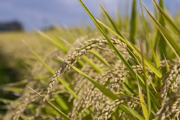 Japanese Rice Plantation Harvest Season Niigata Prefecture Japan — Stock Photo, Image