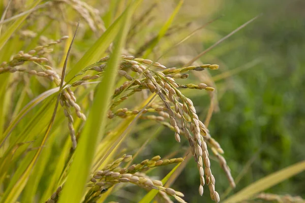 Japanese Rice Plantation Harvest Season Niigata Prefecture Japan — Stock Photo, Image