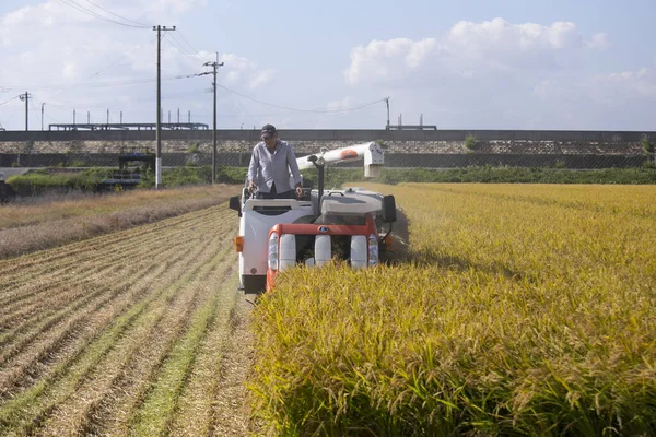 Niigata Japão Outubro 2023 Agricultor Trabalhando Uma Plantação Arroz Japonesa — Fotografia de Stock