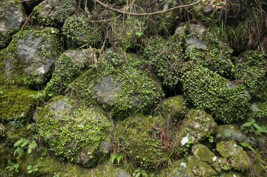 Japonya 'daki Kumano Kodo patikasındaki Wakayama dağlarında vahşi orman doğası..