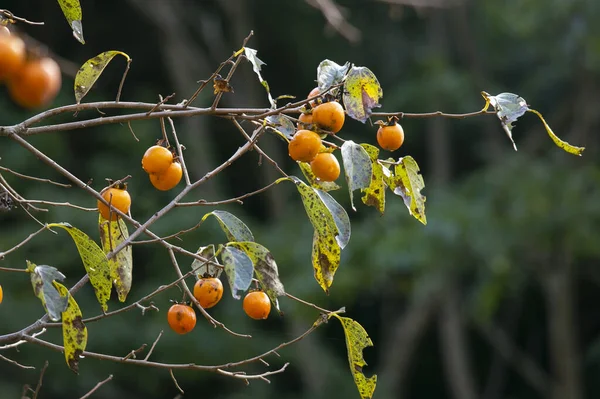 Japanese Persimmon Treen Persimmon Diospyros Kaki Important Extensively Grown Fruit — Stock Photo, Image