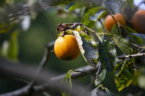 Japanese Persimmon Treen Persimmon Diospyros Kaki Important Extensively Grown Fruit — Stock Photo, Image