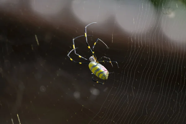 Trichonephila Clavata Também Conhecida Como Aranha Joro Japão — Fotografia de Stock