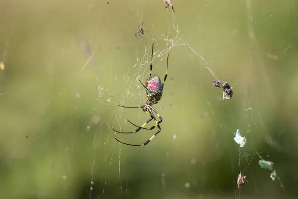 Trichonephila Clavata Tunnetaan Myös Nimellä Joro Hämähäkki Japanissa — kuvapankkivalokuva