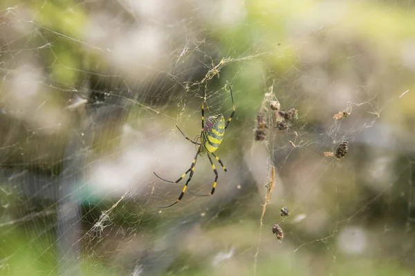 Trichonephila Clavata 在日本也被称为Joro蜘蛛 — 图库照片