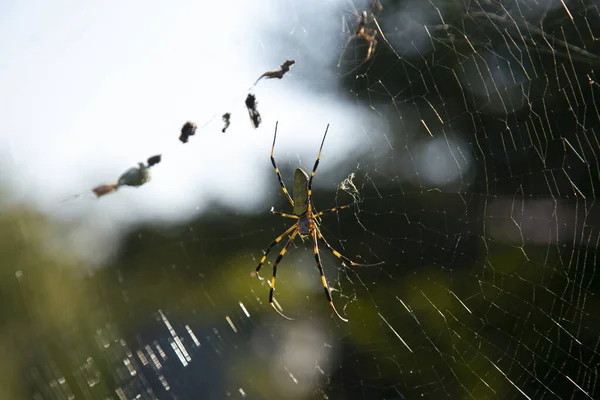 Trichonephila Clavata Também Conhecida Como Aranha Joro Japão — Fotografia de Stock