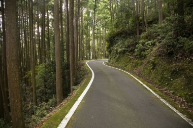 Japonya 'daki Wakayama Yarımadası' nın dağlarında virajlı yollar