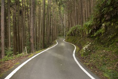 Japonya 'daki Wakayama Yarımadası' nın dağlarında virajlı yollar