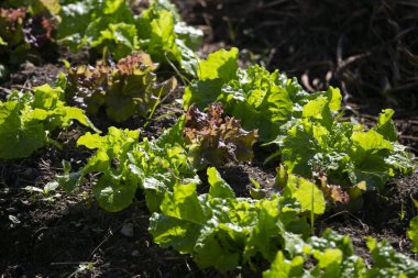 Japonya 'daki Wakayama yarımadasının dağlarının kırsal kesiminde sebze tarlası..