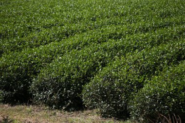 Japonya 'daki Wakayama dağlarındaki organik yeşil çay tarlaları..