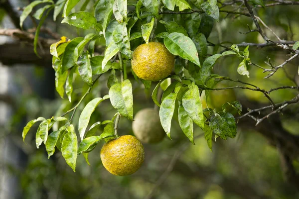 Zielony Żółty Owoc Yuzu Japonii Yuzu Lub Citrus Ichangensis Jest — Zdjęcie stockowe