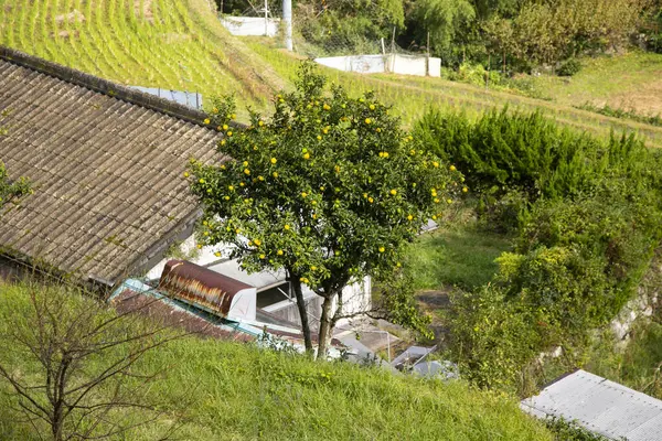 Japonya 'da yeşil ve sarı Yuzu meyvesi. Yuzu ya da Citrus Ichangensis, Doğu Asya 'da yetişen bir narenciyedir. Citrus ichangensis ve Citrus reticulata türlerinin melezidir...