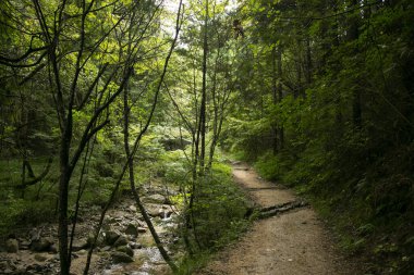 Japonya 'nın Kiso Vadisi' nde Tsumago ve Magome arasındaki Nakasendo patikasını takip ederek yürüyüş yolunda yürüyorum..