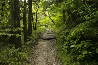 Japonya 'nın Kiso Vadisi' nde Tsumago ve Magome arasındaki Nakasendo patikasını takip ederek yürüyüş yolunda yürüyorum..