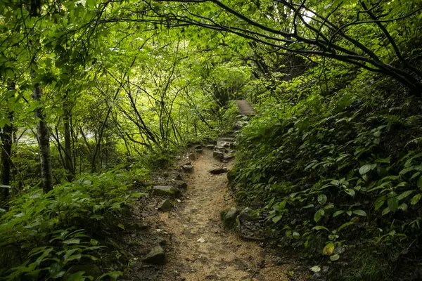 Japonya 'nın Kiso Vadisi' nde Tsumago ve Magome arasındaki Nakasendo patikasını takip ederek yürüyüş yolunda yürüyorum..