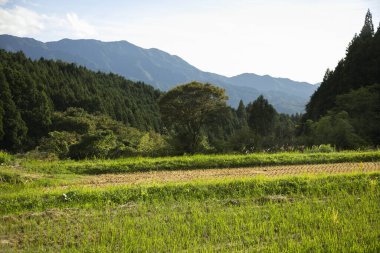 Nakasendo yolunun yanındaki Kiso Vadisi 'nde pirinç tarlaları ve Japonya' da Magome Juku..