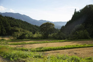 Nakasendo yolunun yanındaki Kiso Vadisi 'nde pirinç tarlaları ve Japonya' da Magome Juku..