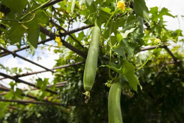 Japon kabağı Japonya, Magome 'da organik bir bahçede asılı duruyor..