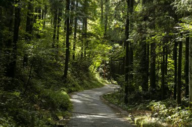 Japonya 'nın Kiso Vadisi' nde Nagiso ve Tsumago arasındaki Nakasendo yolunu takip ediyorum..