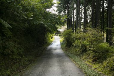 Japonya 'nın Kiso Vadisi' nde Nagiso ve Tsumago arasındaki Nakasendo yolunu takip ediyorum..