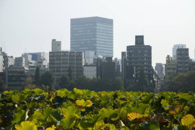 Tokyo, Japonya; 1 Ekim 2023: Tokyo, Japonya 'da Ueno Park' ta tekne ve binaların olduğu yapay göl.