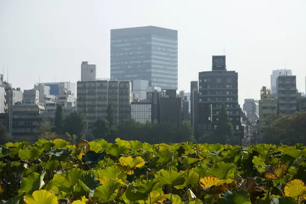 Tóquio Japão Outubro 2023 Lago Artificial Com Barcos Edifícios Segundo — Fotografia de Stock