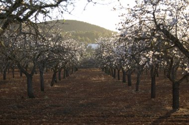 Santa Agnes kasabasındaki Pla de Corona bölgesinde açan badem ağaçları İbiza adasında..