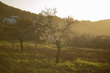 Santa Agnes kasabasındaki Pla de Corona bölgesinde açan badem ağaçları İbiza adasında..