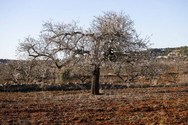 Santa Agnes kasabasındaki Pla de Corona bölgesinde açan badem ağaçları İbiza adasında..