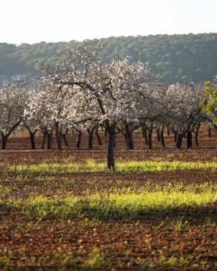 Santa Agnes kasabasındaki Pla de Corona bölgesinde açan badem ağaçları İbiza adasında..