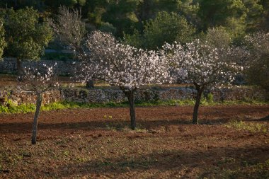 Santa Agnes kasabasındaki Pla de Corona bölgesinde açan badem ağaçları İbiza adasında..