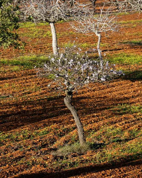 アーモンドの木はイビサ島のサンタ アグネスの町のプラ コロナ地域で咲いています — ストック写真