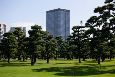 Tokyo 'daki Japon İmparatorluk Sarayı' nın dışındaki bahçe ve ağaçlar.