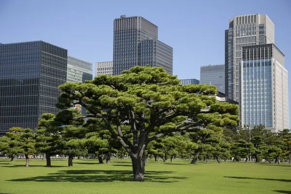 Ogród Drzewa Przed Japońskim Pałacem Cesarskim Tokio — Zdjęcie stockowe