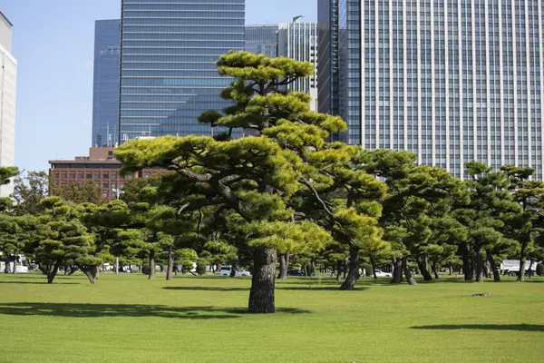 Сад Деревья Возле Японского Императорского Дворца Токио — стоковое фото