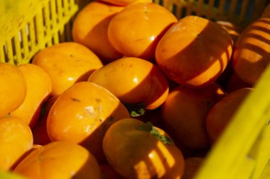 Japon hurması Treen. Persimmon (Diospyros kaki) Çin ve Japonya 'da yetişen önemli bir meyvedir.