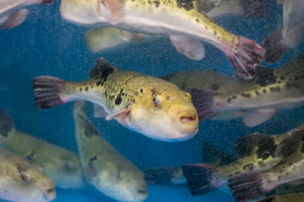 Fugu ya da kirpi balığı, tüm yıl boyunca Japonya 'da yenen yiyeceklerde kullanılan lüks balıklardır. Bu balıklar aslında zehirlidir..