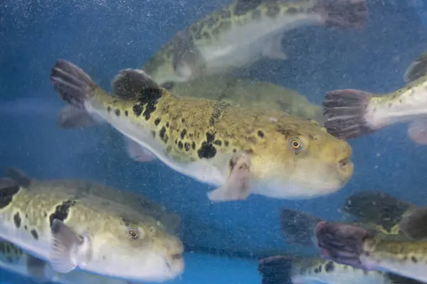 Fugu Puffer Fish Luxury Fish Used Ingredients Food Eaten All — Stock Photo, Image