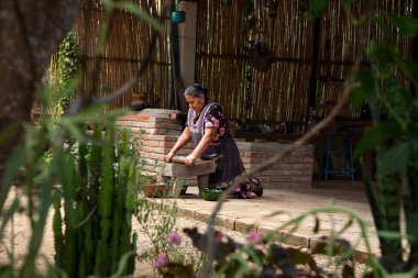Teotitlan del valle, Oaxaca, Meksika 1 Kasım 2024: Geleneksel bir Oaxacan aşçısı bir metate üzerinde siyah köstebek hazırlıyor. 