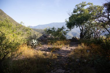 Meksika 'daki Oaxaca Vadisi' ndeki Picacho Dağı 'na tırmanmak için dağ yürüyüşü patikası..
