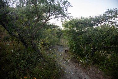 Meksika 'daki Oaxaca Vadisi' ndeki Picacho Dağı 'na tırmanmak için dağ yürüyüşü patikası..