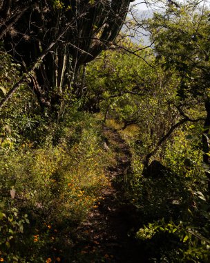 Meksika 'daki Oaxaca Vadisi' ndeki Picacho Dağı 'na tırmanmak için dağ yürüyüşü patikası..