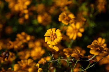 Sarı çiçekler Meksika 'daki Teotitlan del Valle yakınlarındaki Oaxaca dağlarında dibe vurdu..