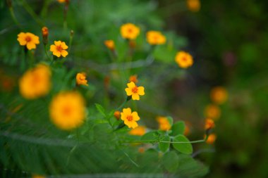 Yellow flowers Dyssodia decipiens in the mountains of Oaxaca near Teotitlan del Valle in Mexico. clipart