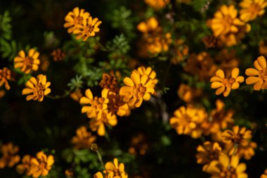 Yellow flowers Dyssodia decipiens in the mountains of Oaxaca near Teotitlan del Valle in Mexico. clipart