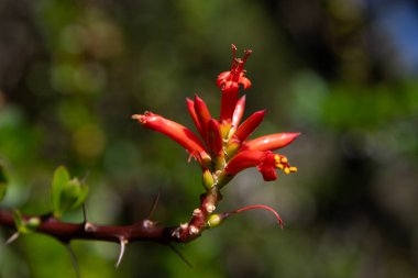 Beautiful variety of nature and flowers in the mountains of Oaxaca near Teotitlan del Valle in Mexico. clipart