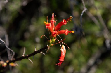 Beautiful variety of nature and flowers in the mountains of Oaxaca near Teotitlan del Valle in Mexico. clipart