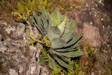 Beautiful variety of nature and flowers in the mountains of Oaxaca near Teotitlan del Valle in Mexico. clipart