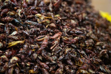 Chapulines are edible insects used in Mexican cuisine in the Oaxaca region. clipart